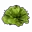 Lettuce
