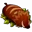 Roast Rushoar